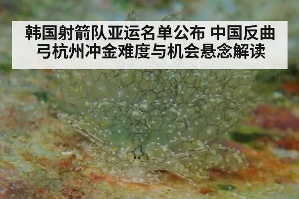 韩国射箭队亚运名单公布 中国反曲弓杭州冲金难度与机会悬念解读